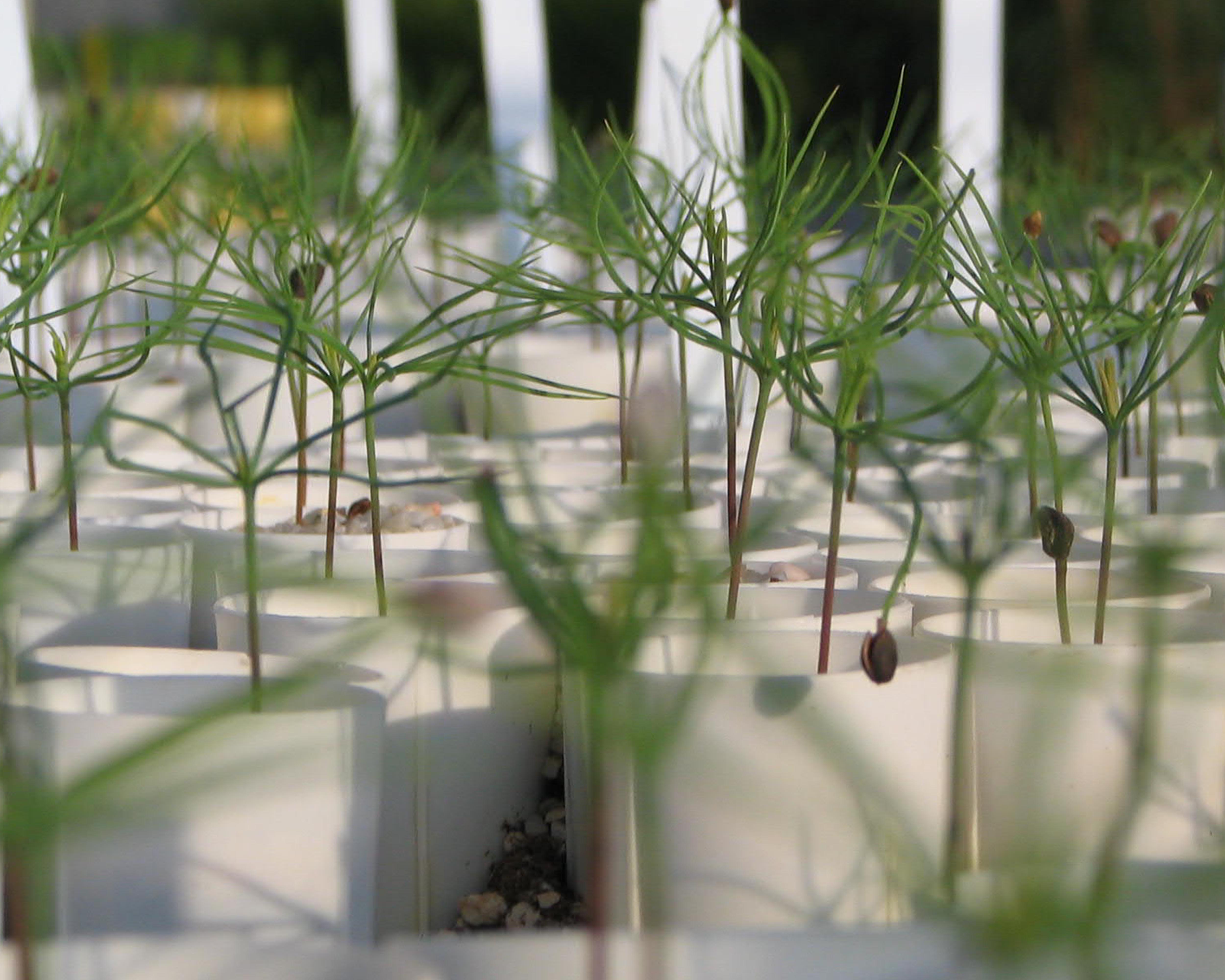 Approximately 26% of forest tree seedlings produced are grown in containers.