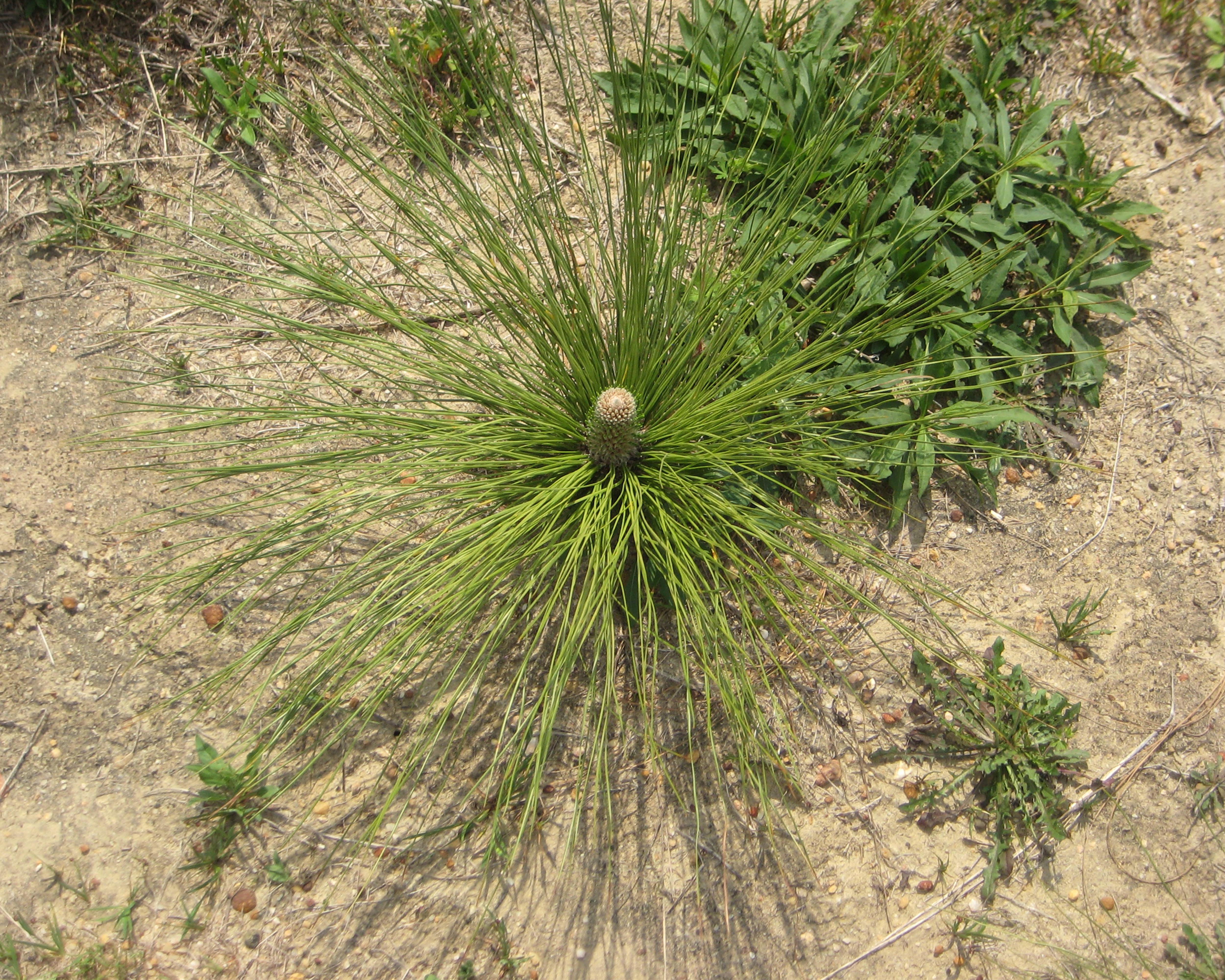 Longleaf pine seedling exiting the “grass stage”.